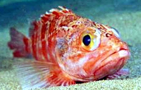 Helicolenus dactylopterus_02.jpg